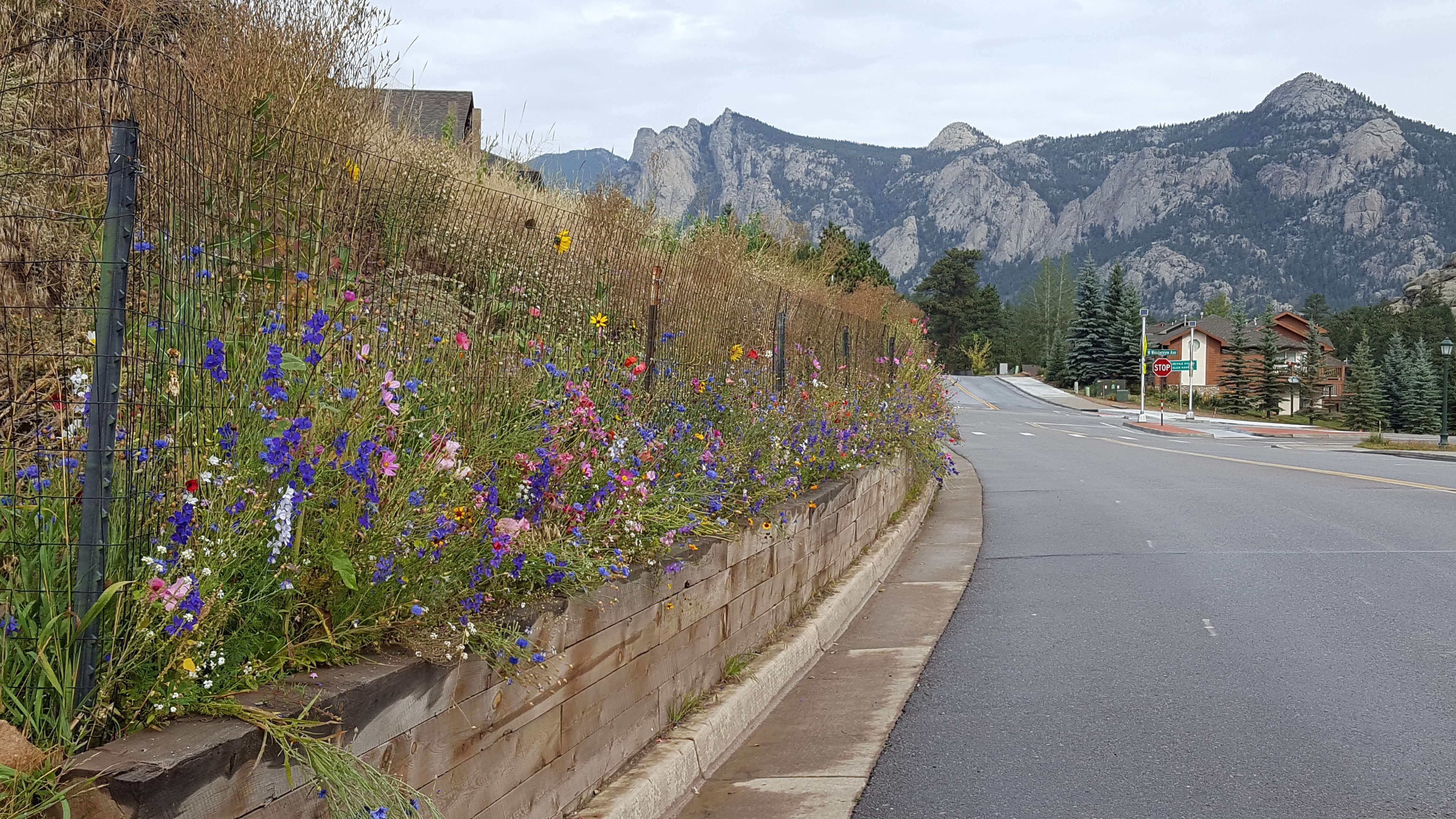 Wildflowers and Lumpy Ridge, Estes Park