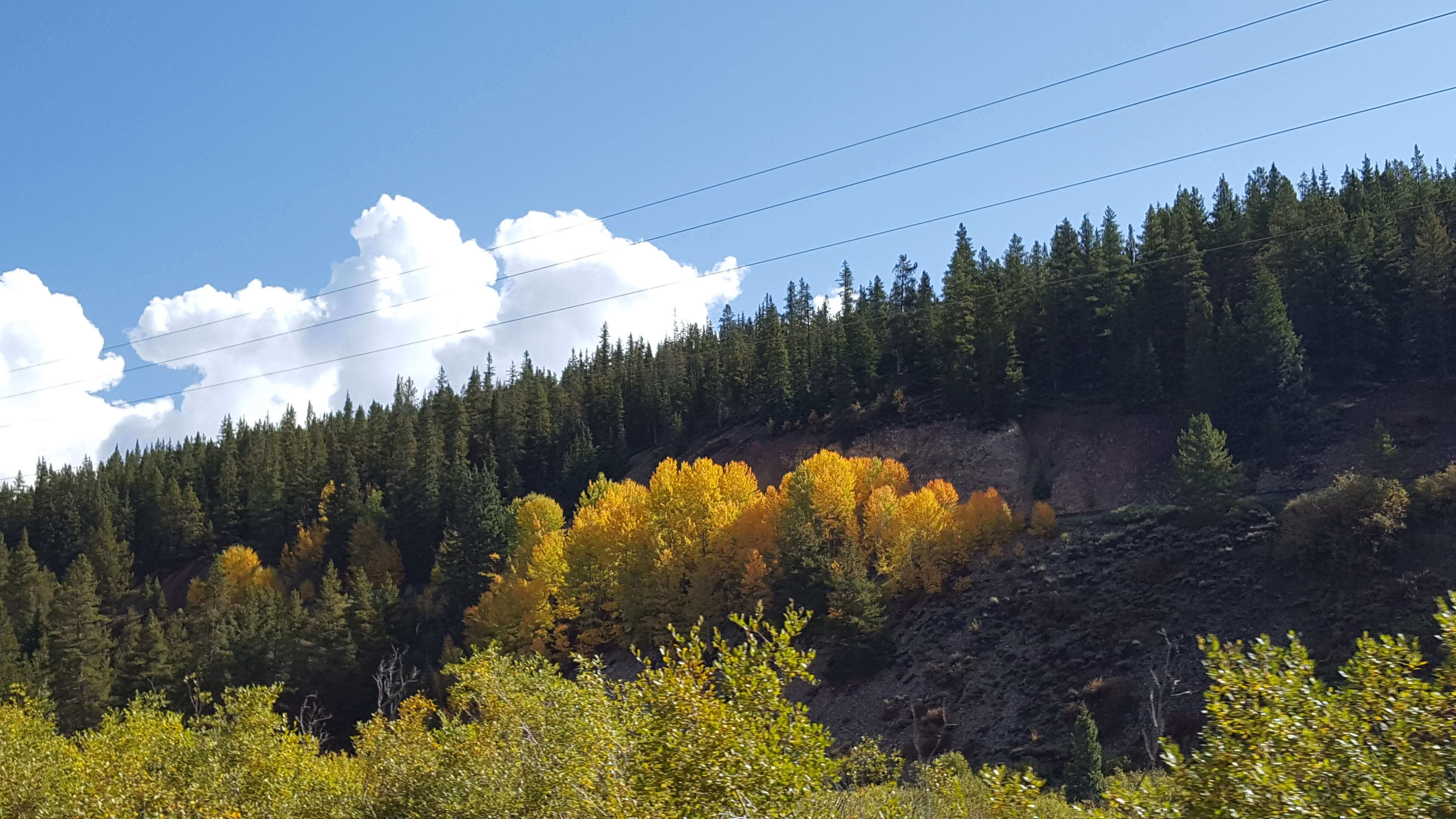 Quaking aspens lit by the sun
