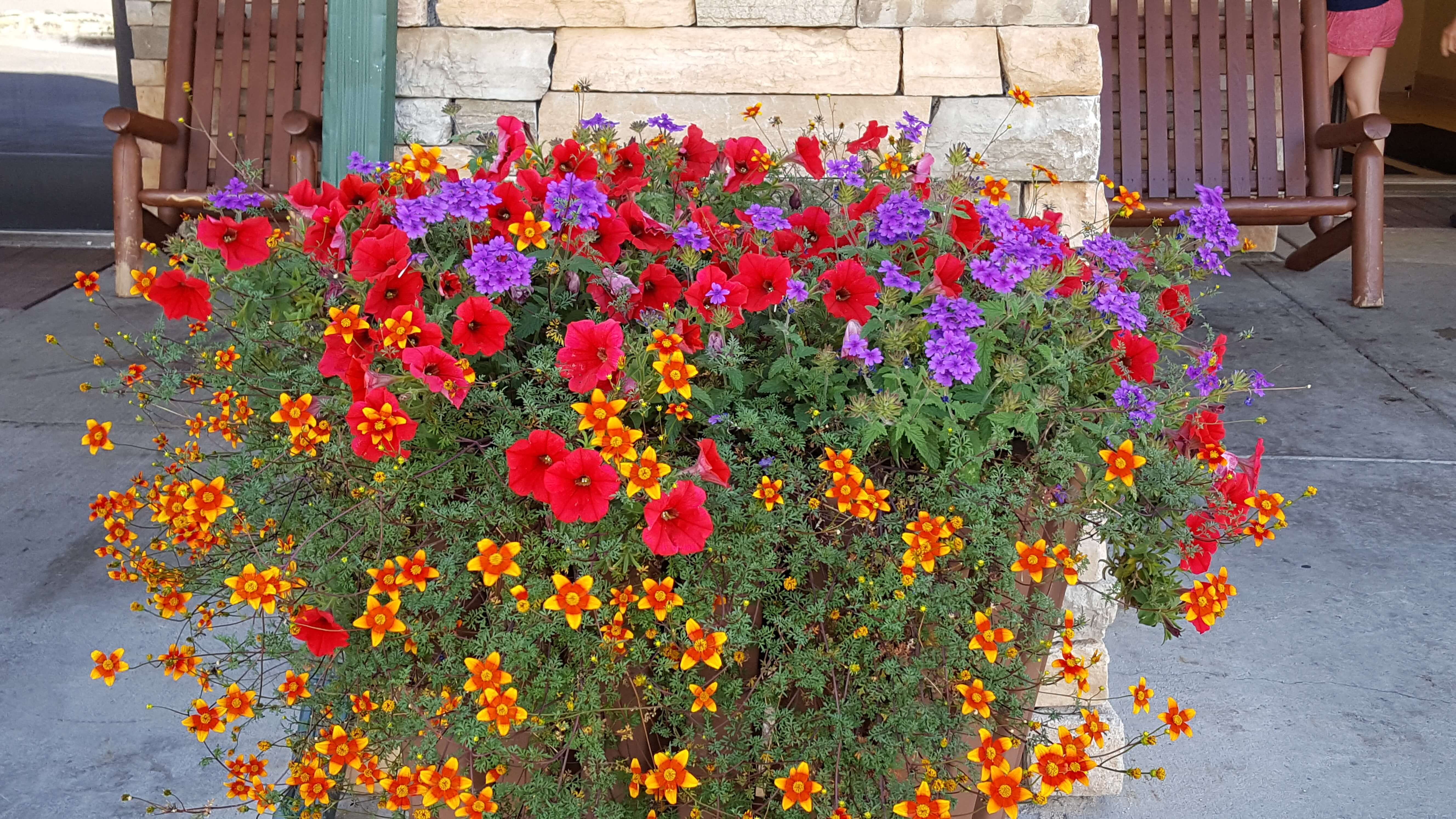 Dazzling mountain flowers