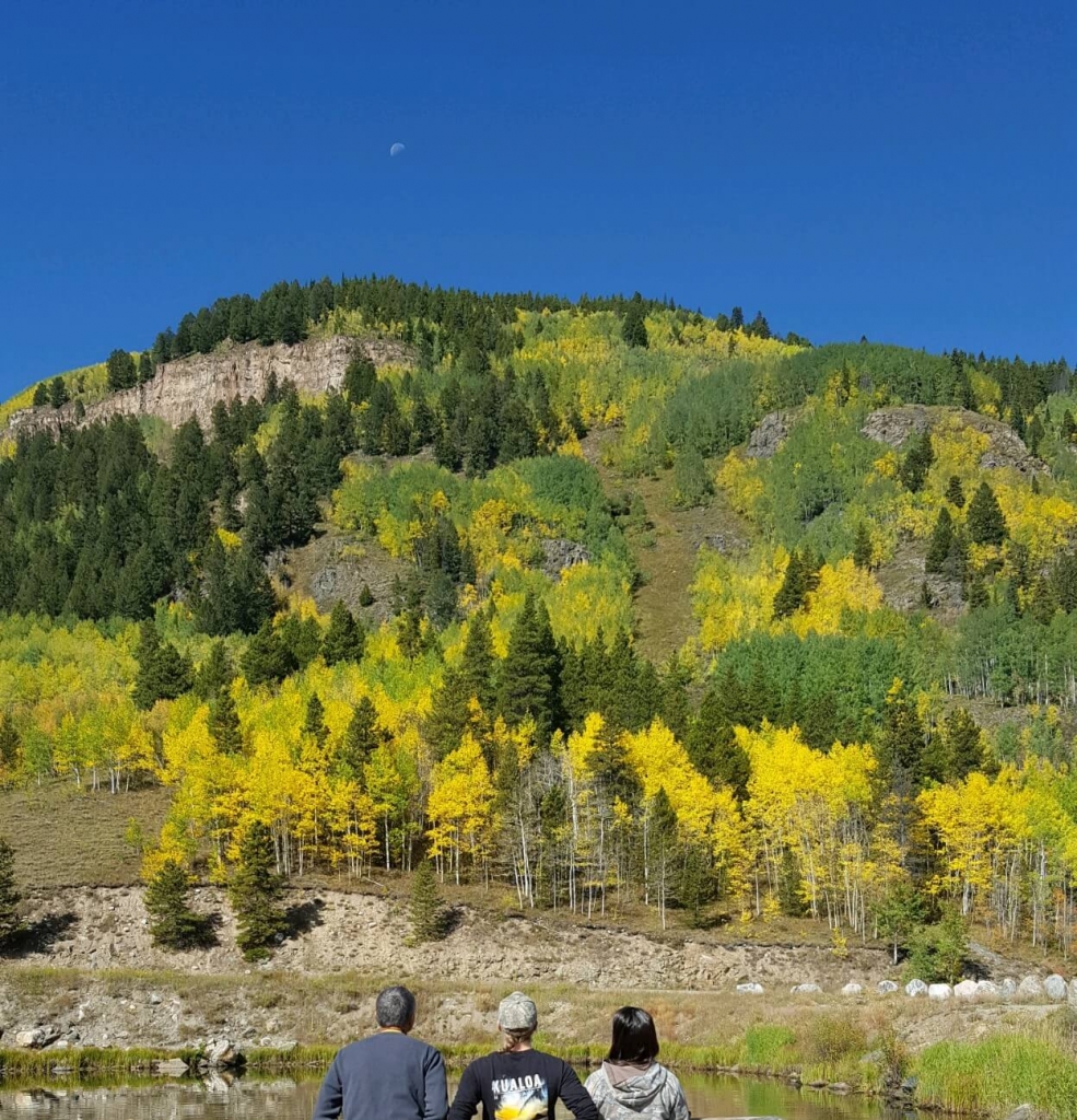 Vibrant blue Colorado sky and Quaking aspens