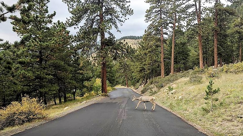 Deer in Rocky Mountain Nat'l Park