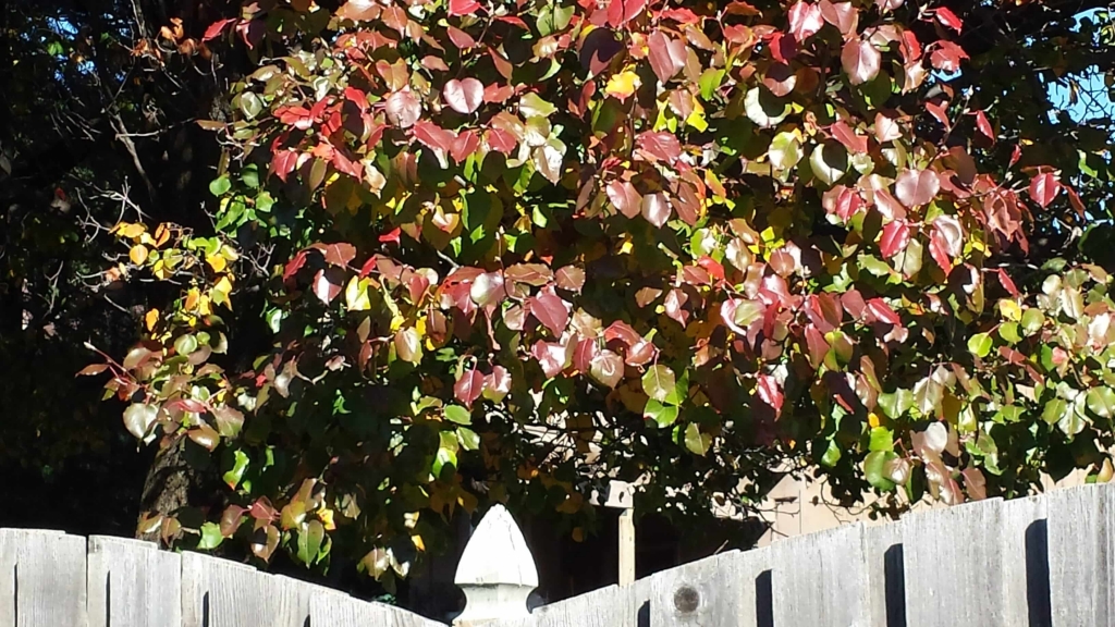 Multi-colored spring tree