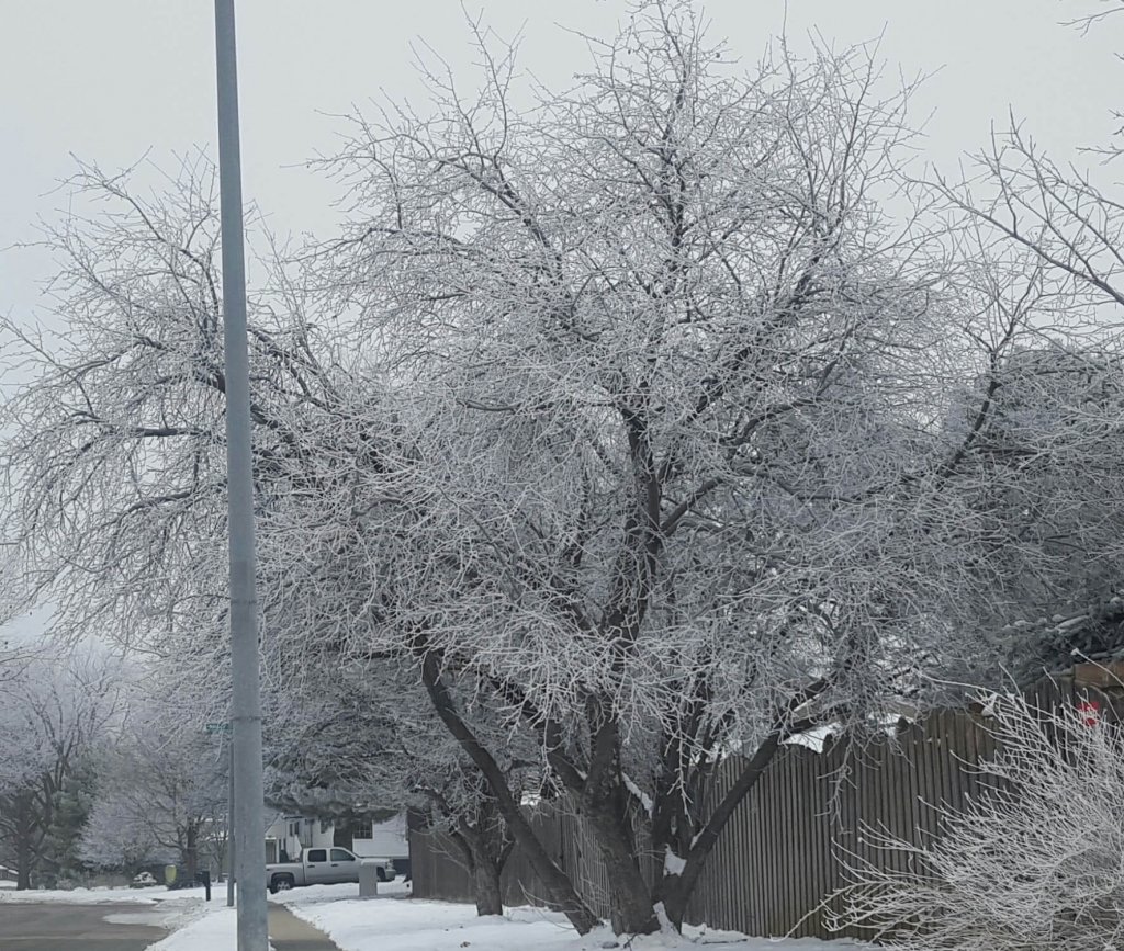 Beautifully-frosted trees