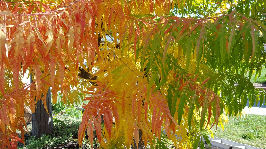 The colors of fall on Sumac tree