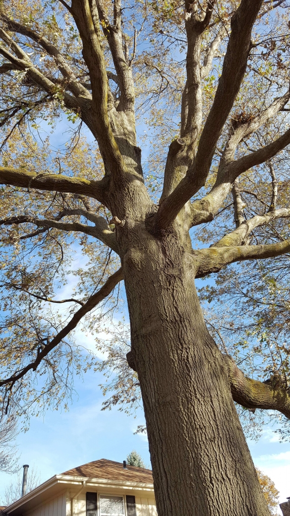 Awesome Oak tree in fall