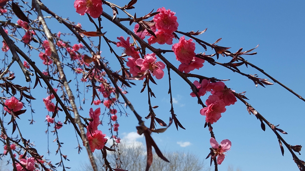 Pink crab apple blooms