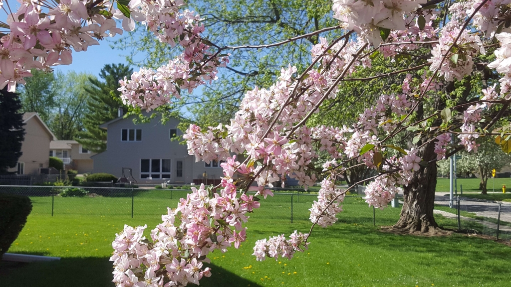 A pink crabapple tree in bloom