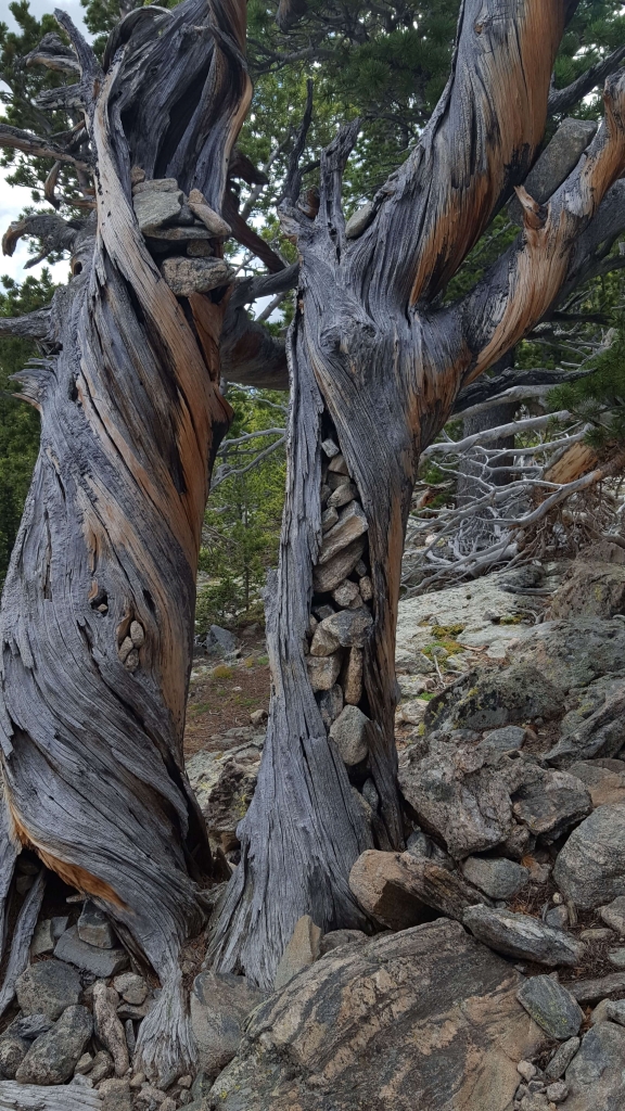 Twisted trees