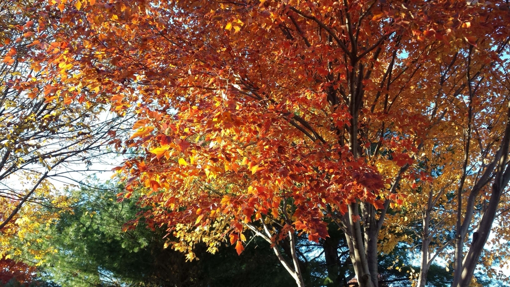 Sunset Maple tree