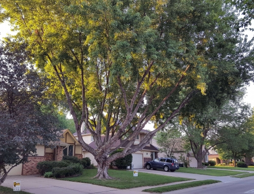 Take a look at the simple majesty of trees