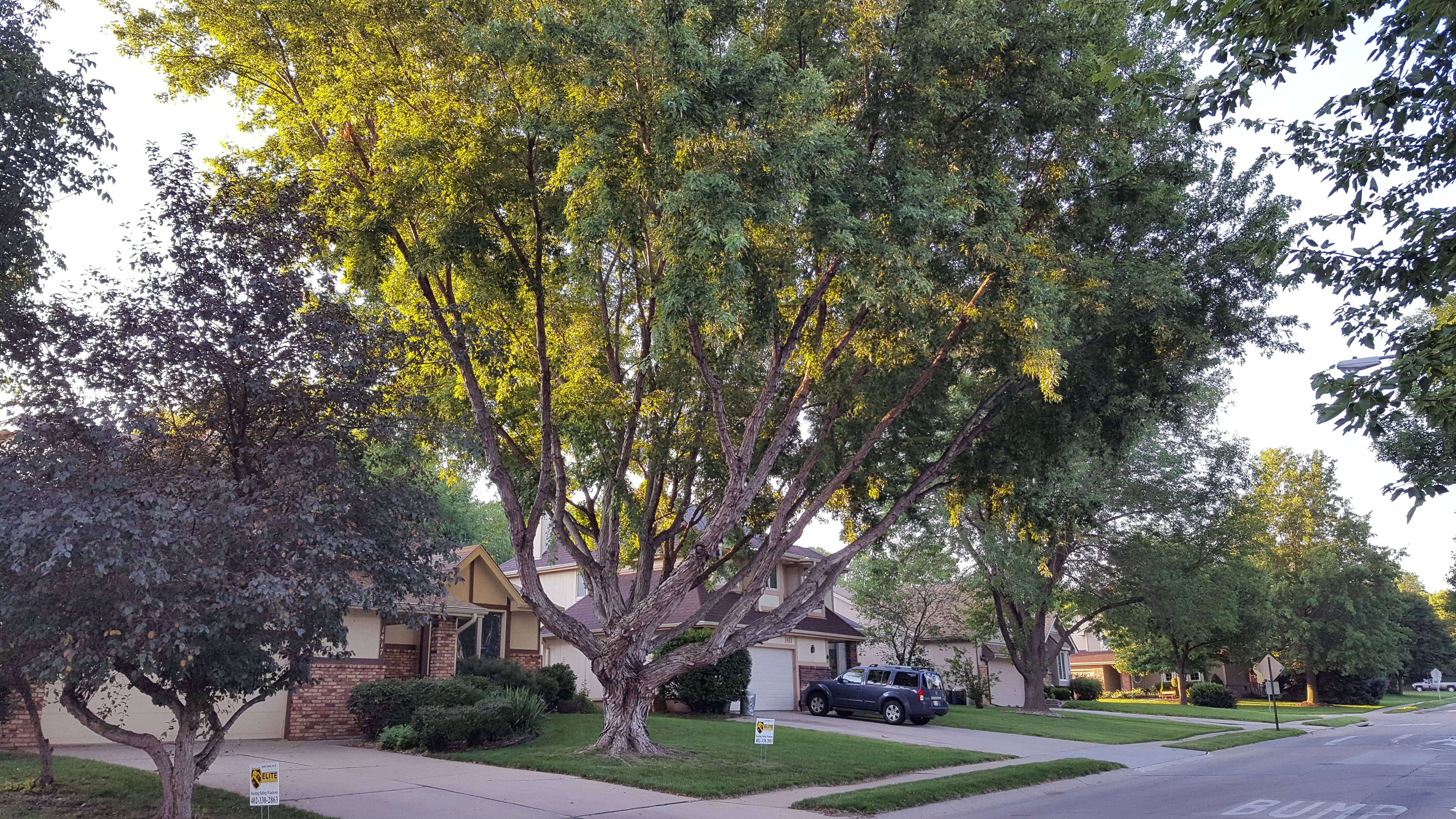 Splendid sprawling tree