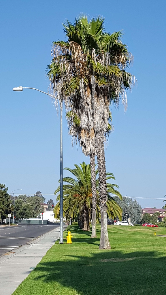 A shaggy palm tree on Camp Pendelton