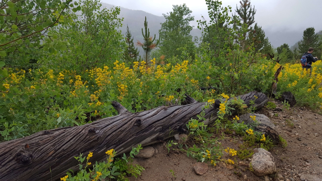 Field of Western wallflowers