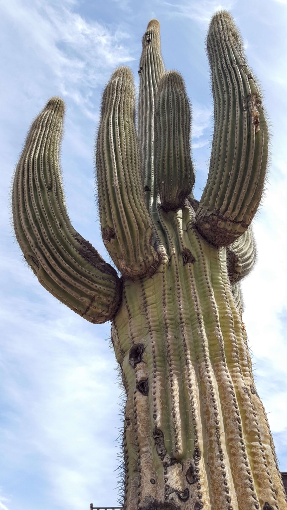 Towering saguaro