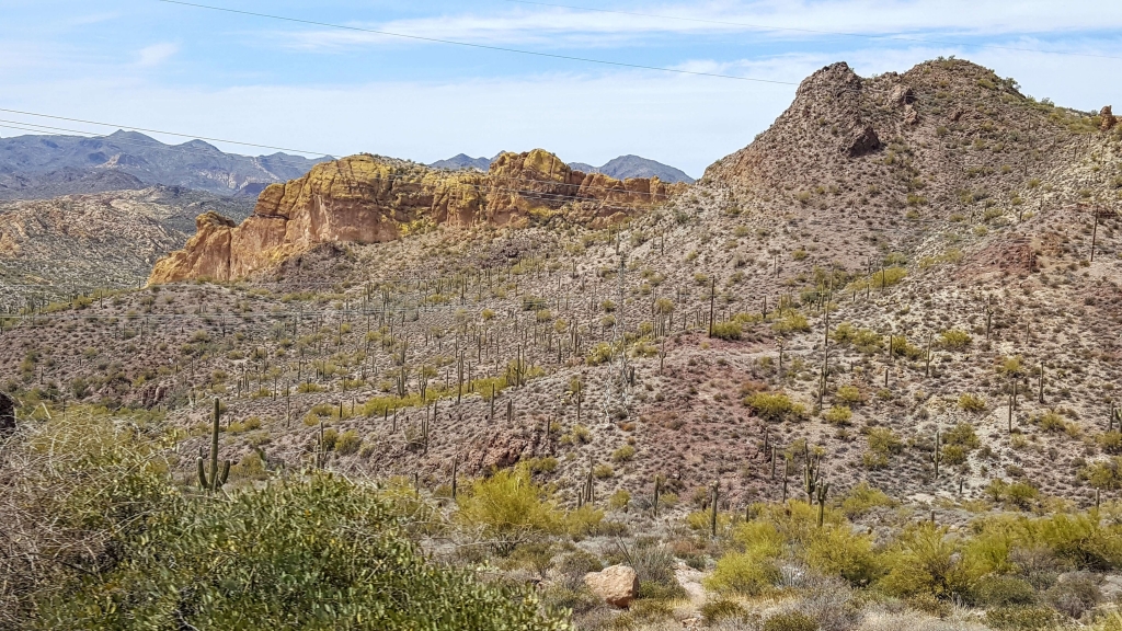 A hillside of cacti in the Arizona desert