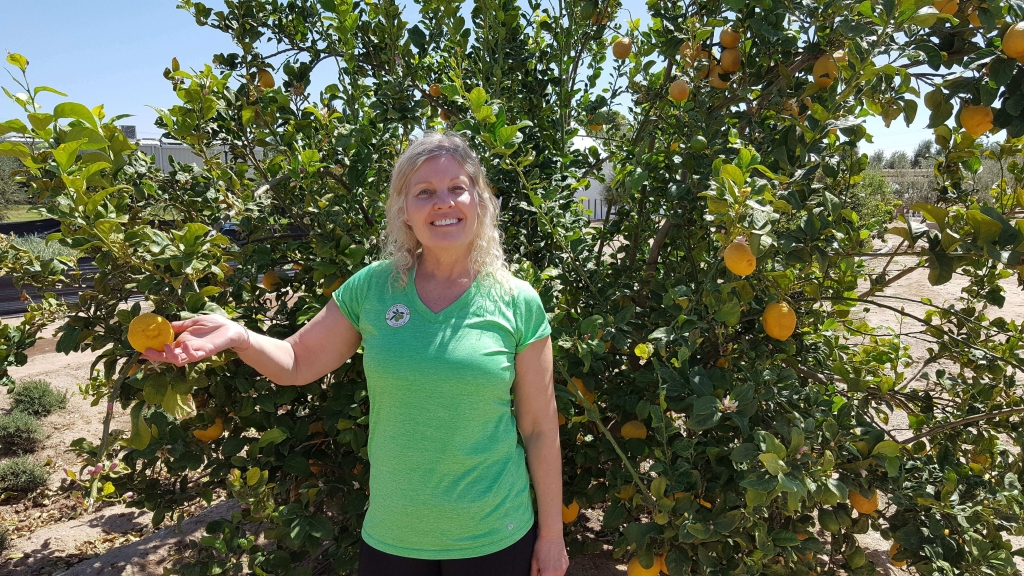 Lemon tree at Queen Creek Olive Mill