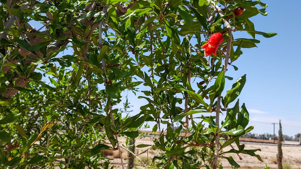 Pomegranate tree at Queen Creek Olive Mill