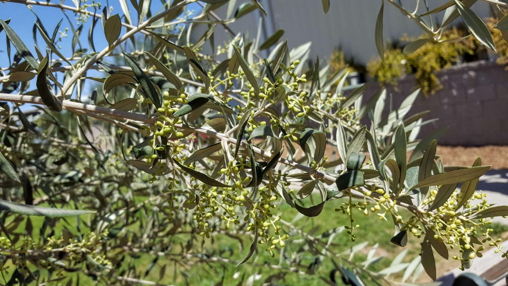 Olive plant at Queen Creek Olive Mill