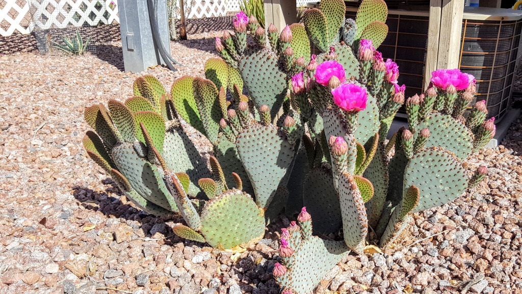 Pink blooming cactus