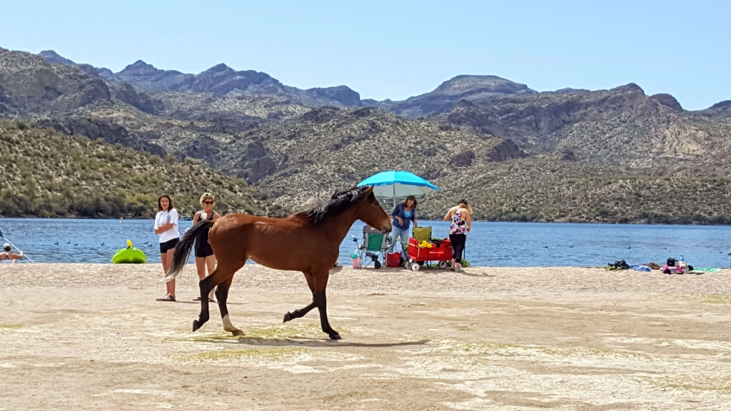 Wild horse at Saguaro Lake, Butcher Jones Recreation Area, Gold Canyon, AZ