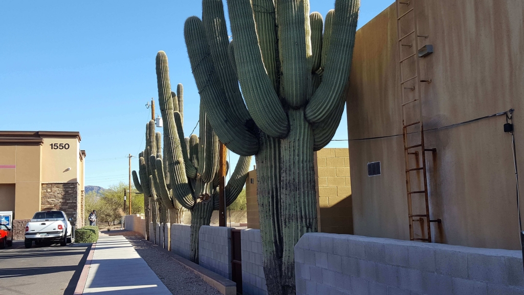 Apache Junction, AZ, gigantic saguaro