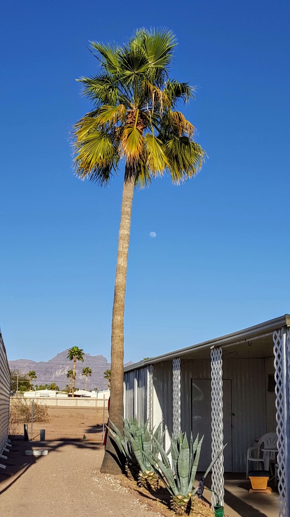 Apache Junction palm tree with moon