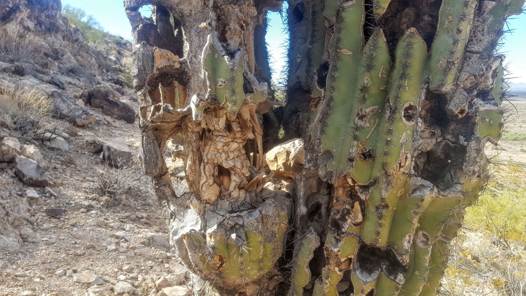 Dying saguaro cactus