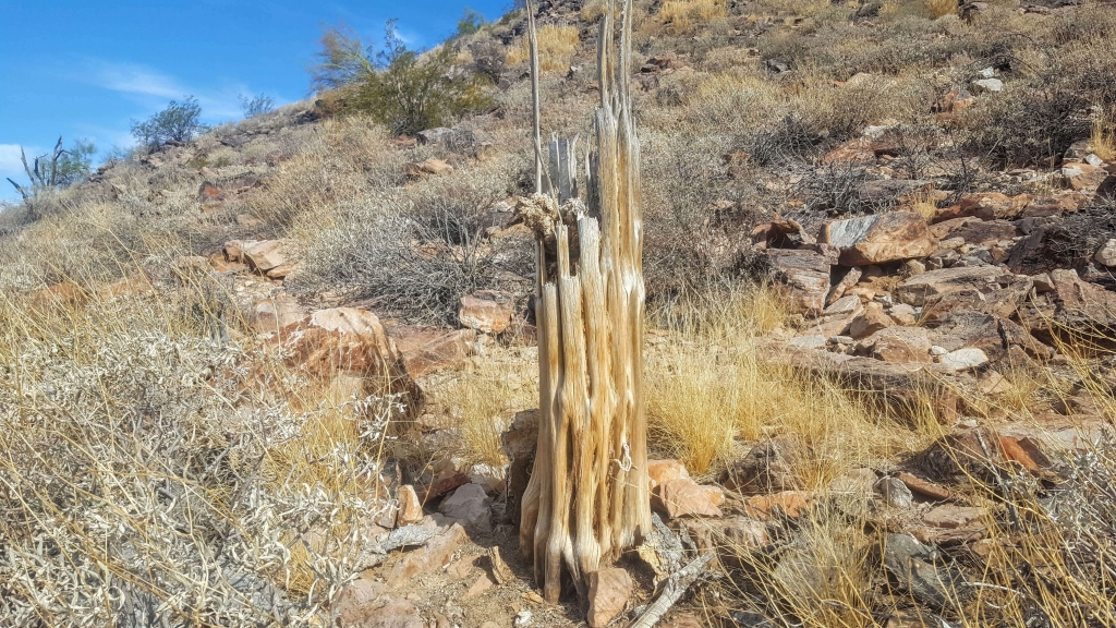 Cactus skeleton in Silly Mountain Park, near Apache Junction, AZ