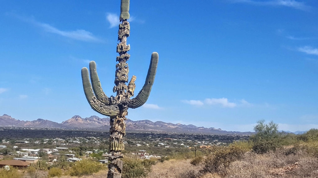 Dying saguaro near Apache Junction, AZ