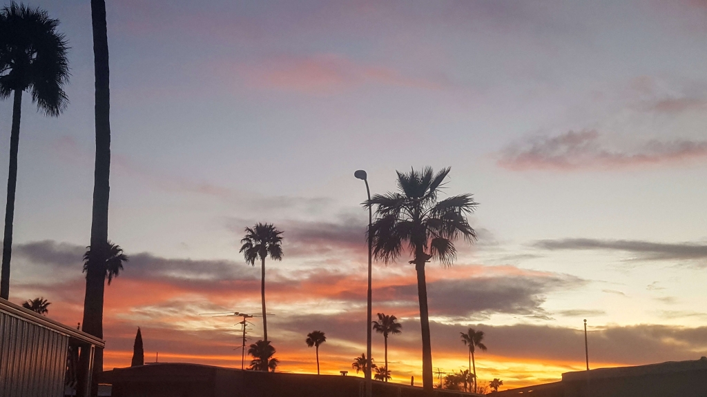 Palm trees over Apache Junction, AZ