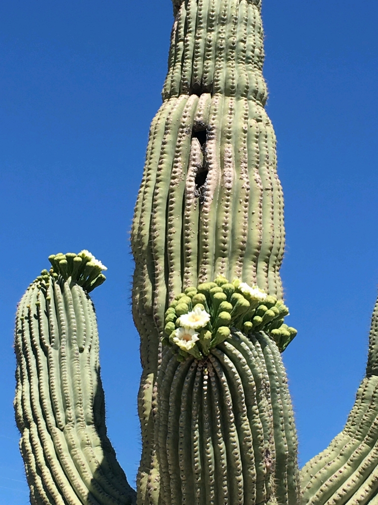 A cactus flowering at Tortilla Flat, AZ