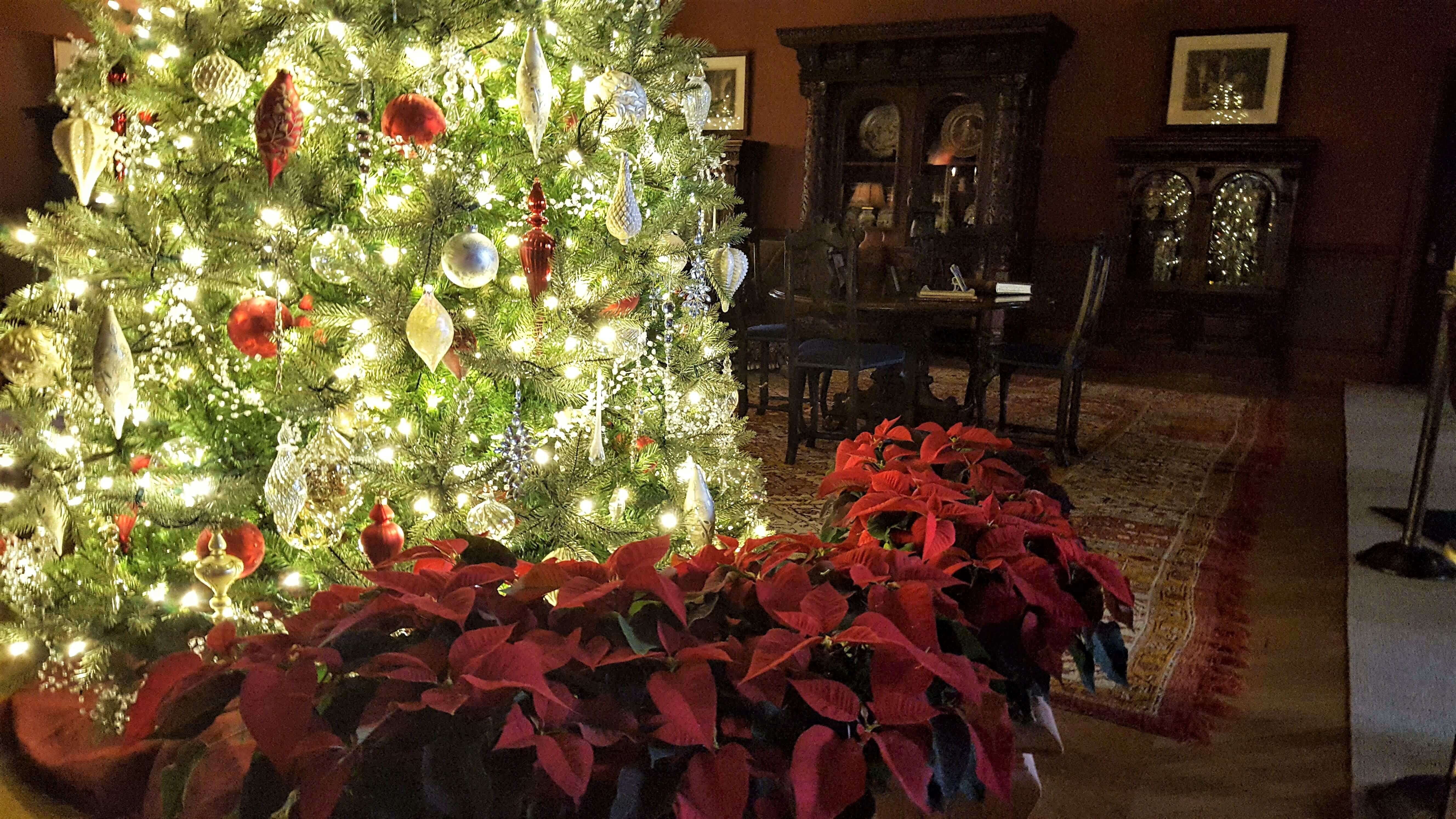 Tree and poinsettia at the Biltmore Estate