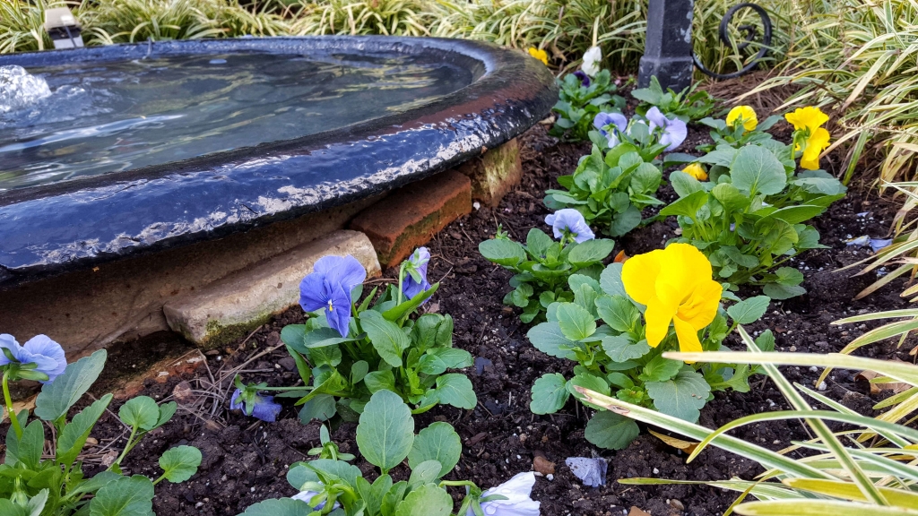 Fountain and pansies on Belmont Mansion property in Nashville, TN