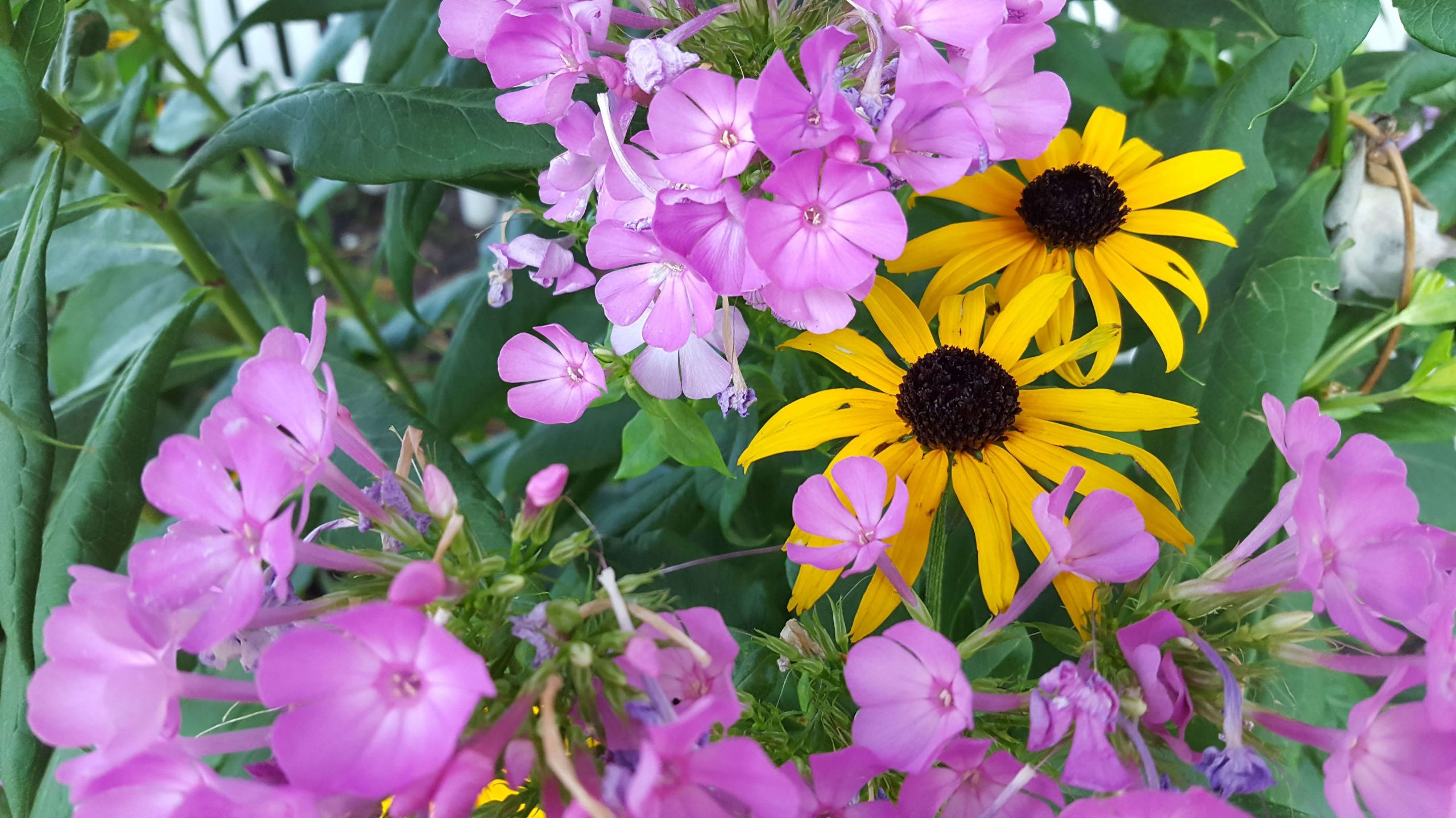 Garden phlox and black-eyed Susan Cheerful garden flowers