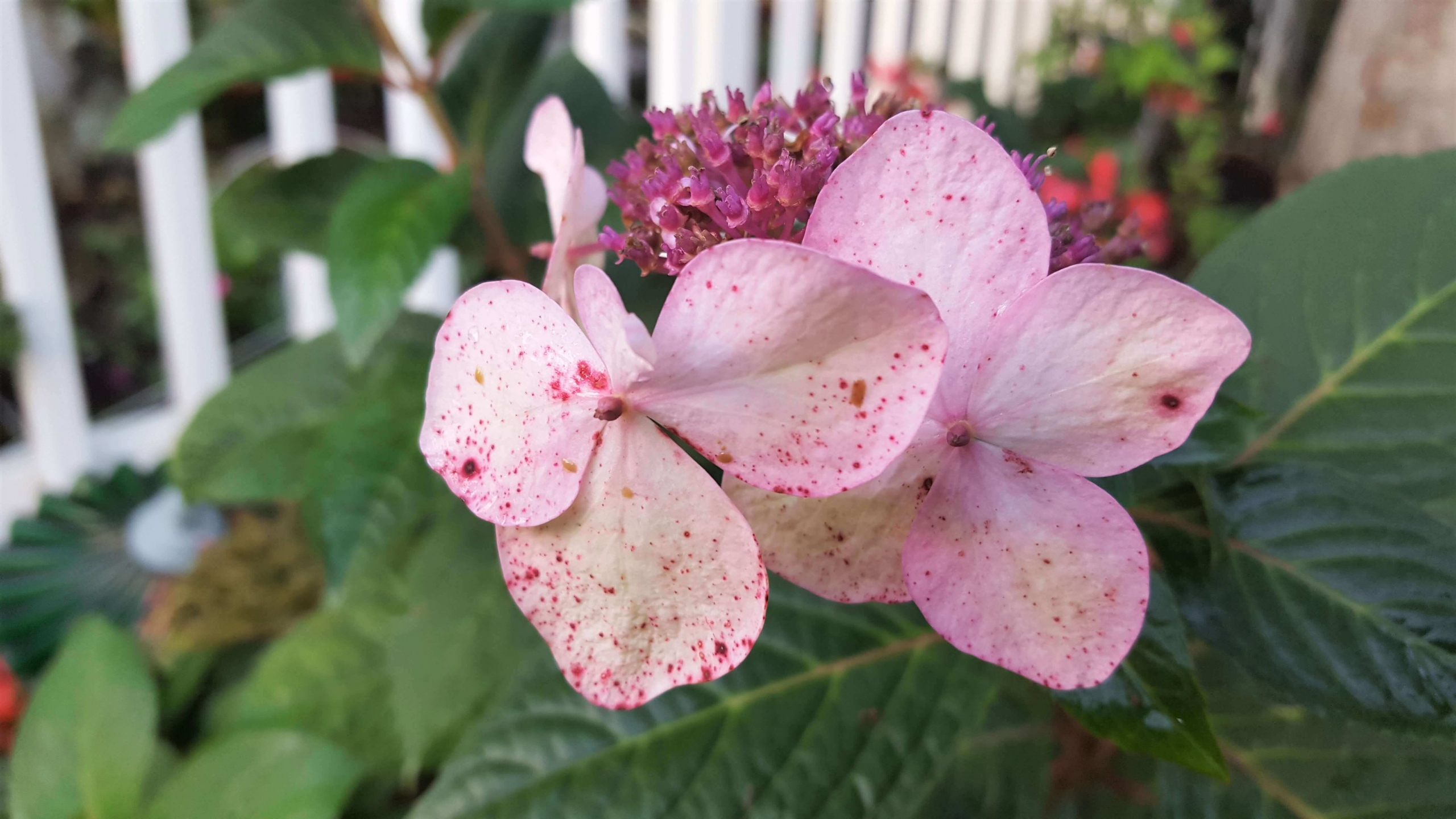 Pink-specked hydrangea (I think!)
