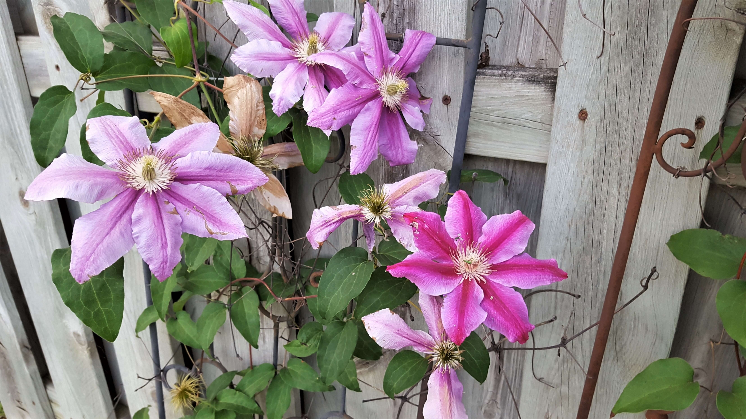 Wooden fence and clematis getting cozy