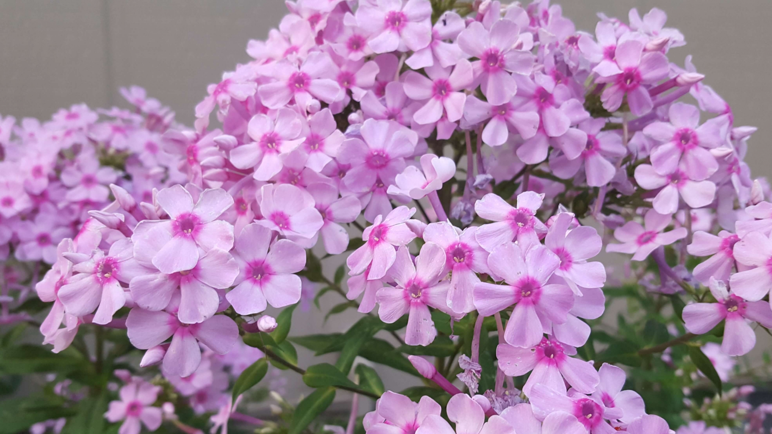 Pink phlox