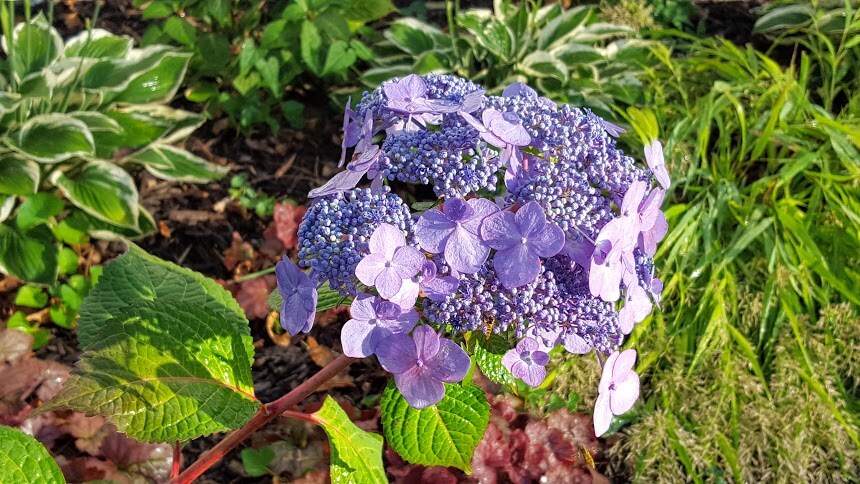 Perfectly-colored stunning hydrangea!!