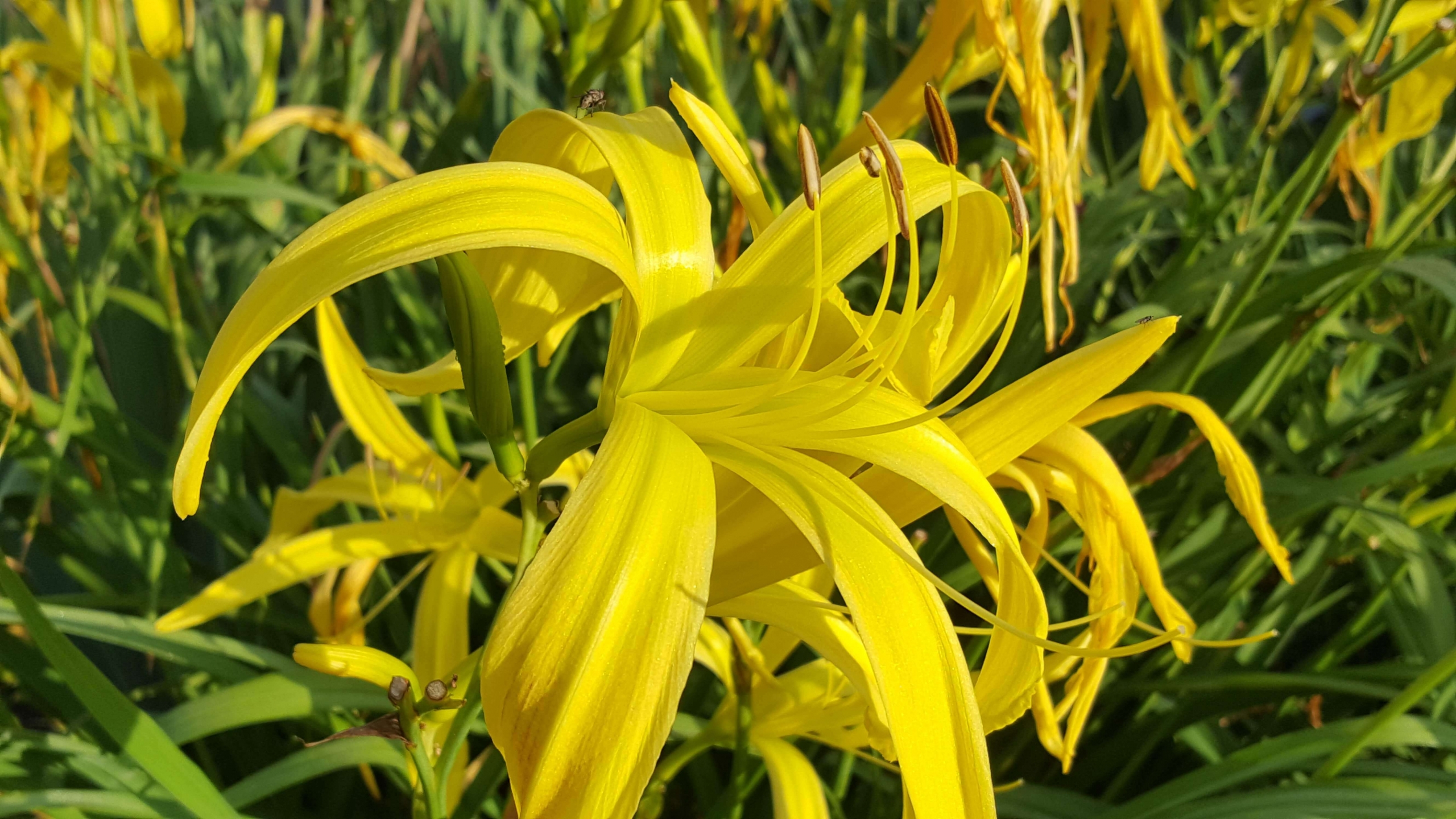 A sunshiny-yellow lily