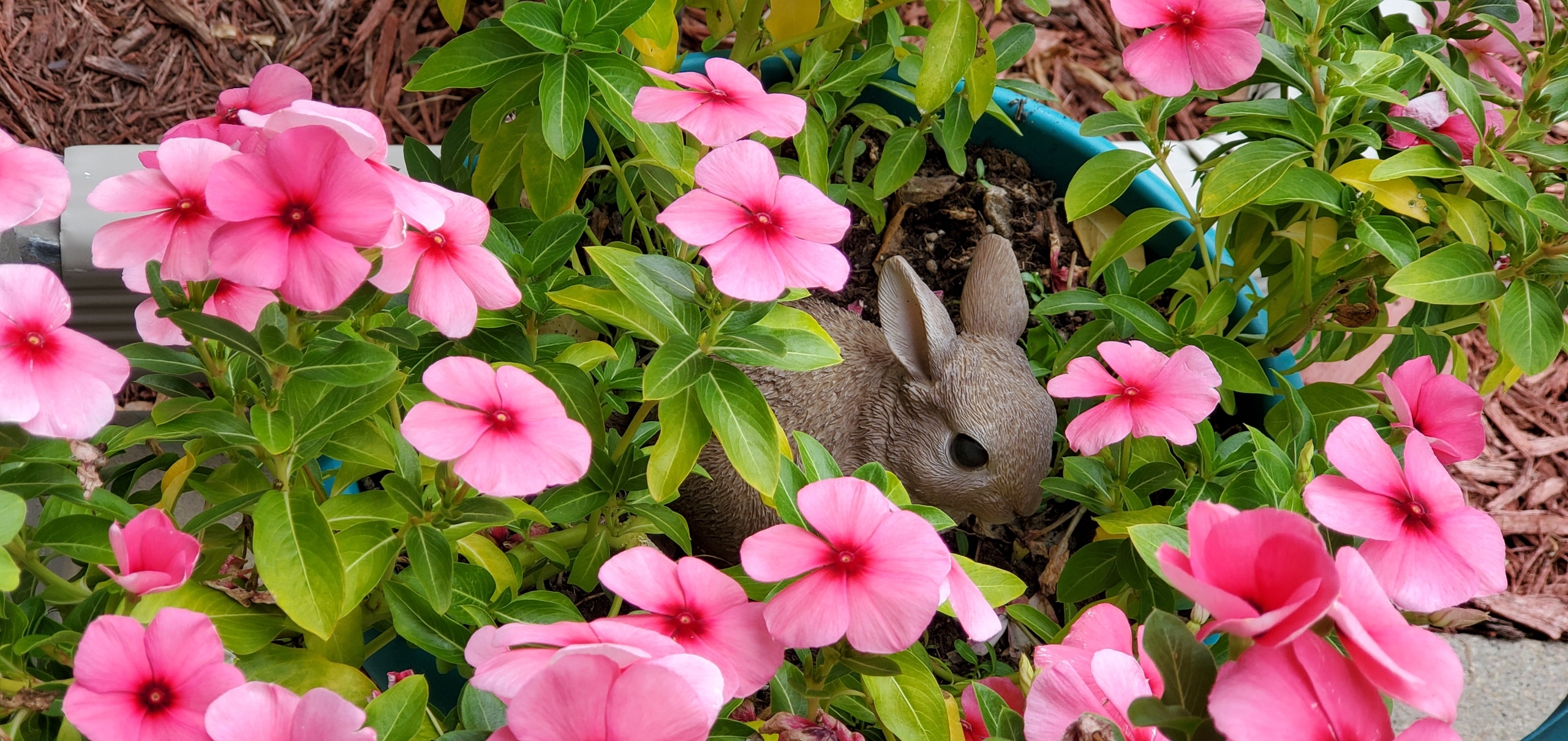 Cheerful garden flower