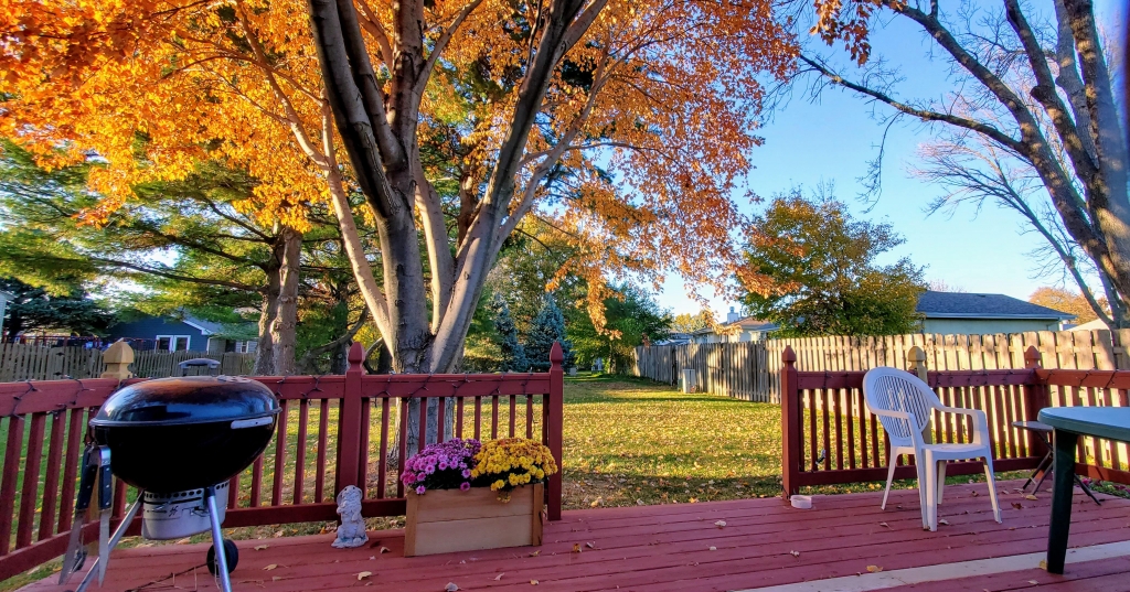 My yard on a gorgeous fall day
