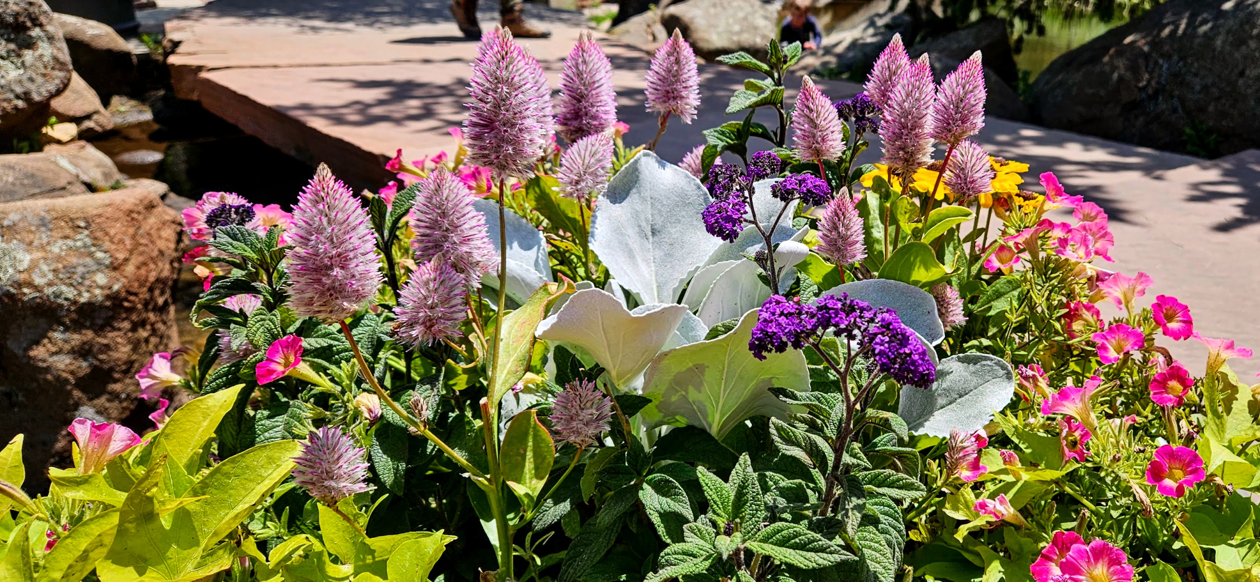 Flowers in Estes Park