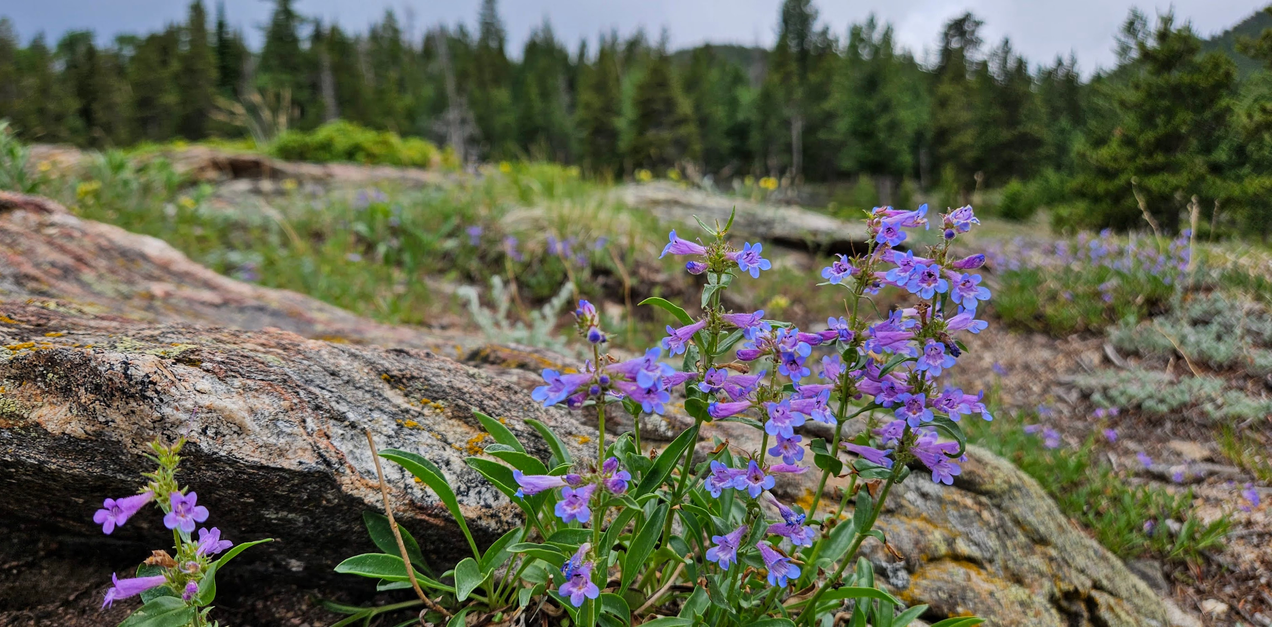 Flowers in RMNP