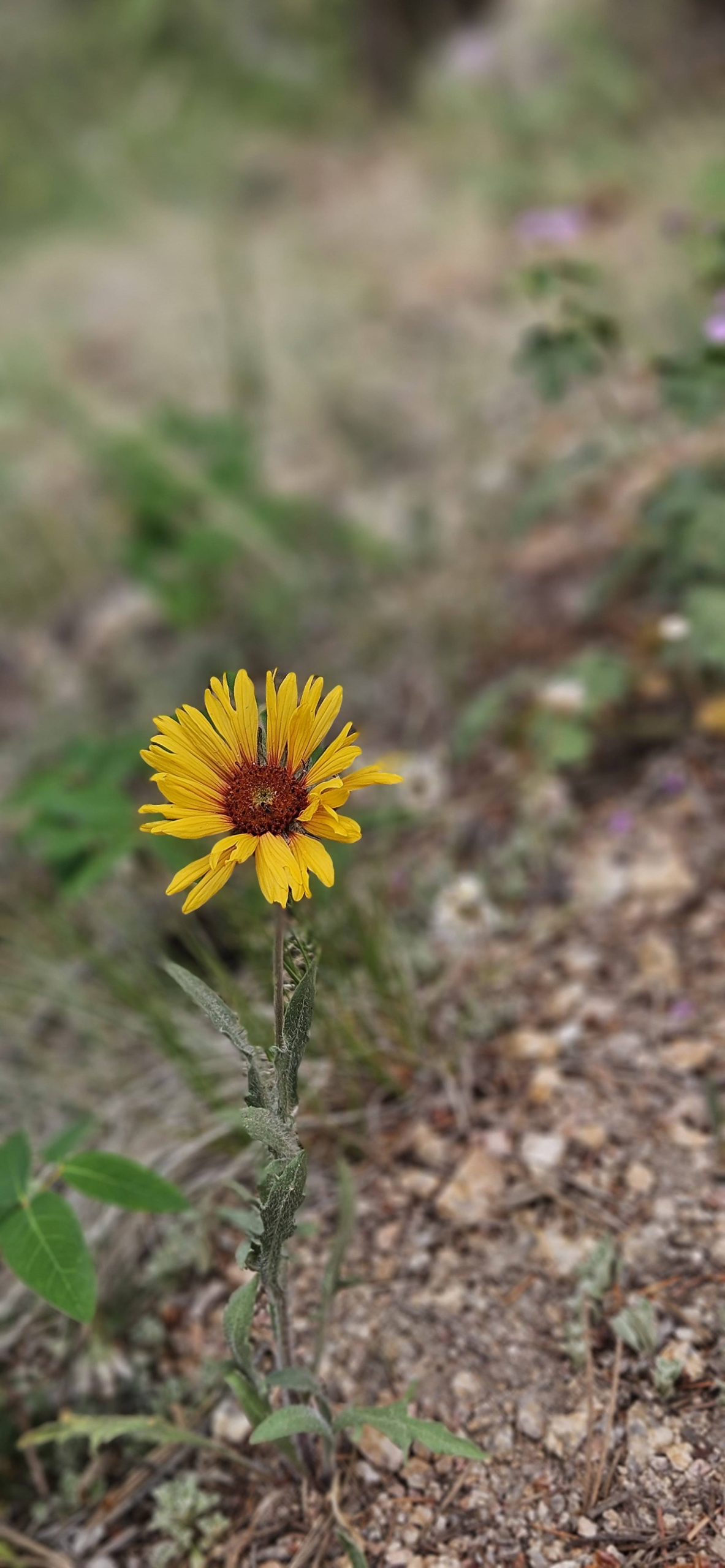 Wildflower in Estes Park